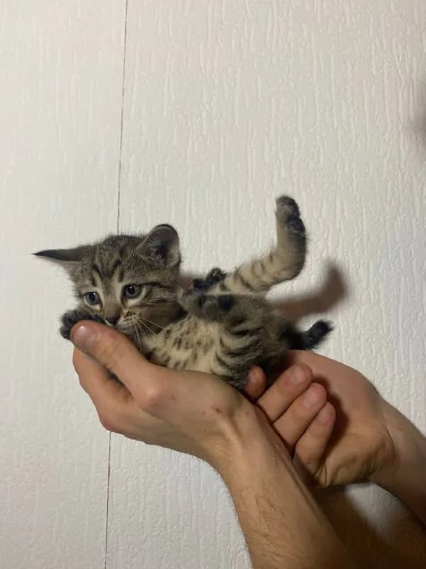 Котята ищут дом — Тбилиси