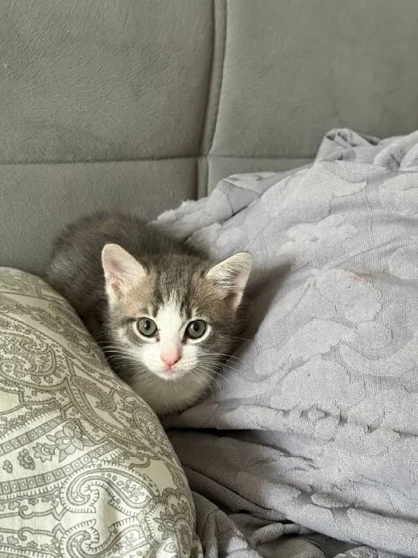 Котёнок ищет любящий дом — Батуми