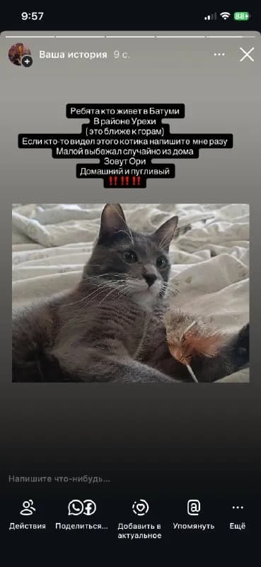 Потерялся котик — Батуми