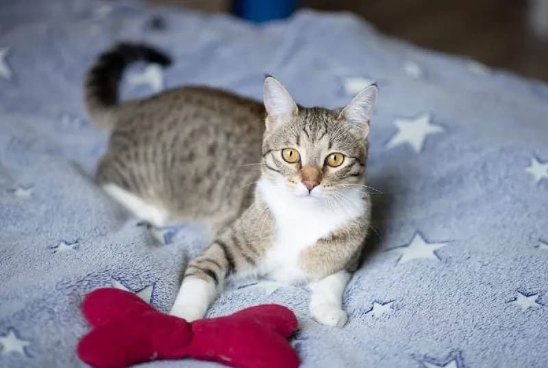 Котенок-игренок, 10 месяцев, кастрирован, привит — Батуми