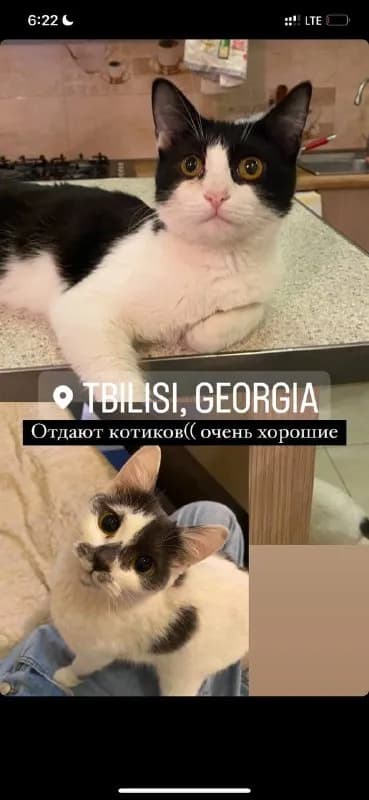 Котята, две девочки, ласковые — Тбилиси
