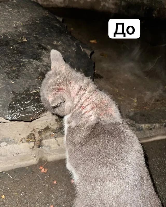 Котик Сэм ищет дом — Тбилиси