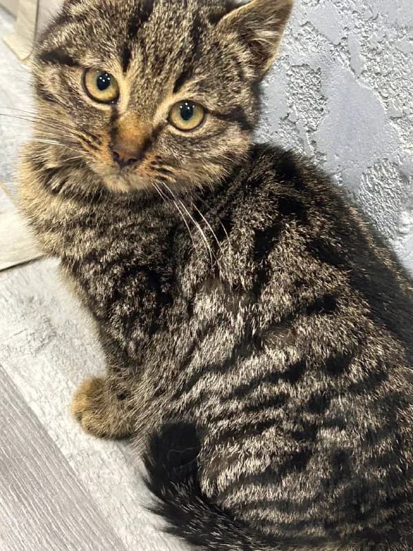 Котёнок — Тбилиси