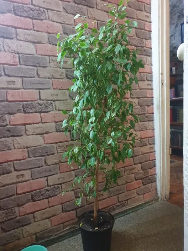Фикус 150 см — Тбилиси — 200 ₾