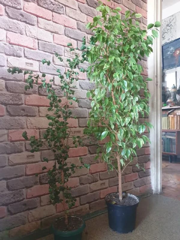 Фикусы — Тбилиси — 200 ₾