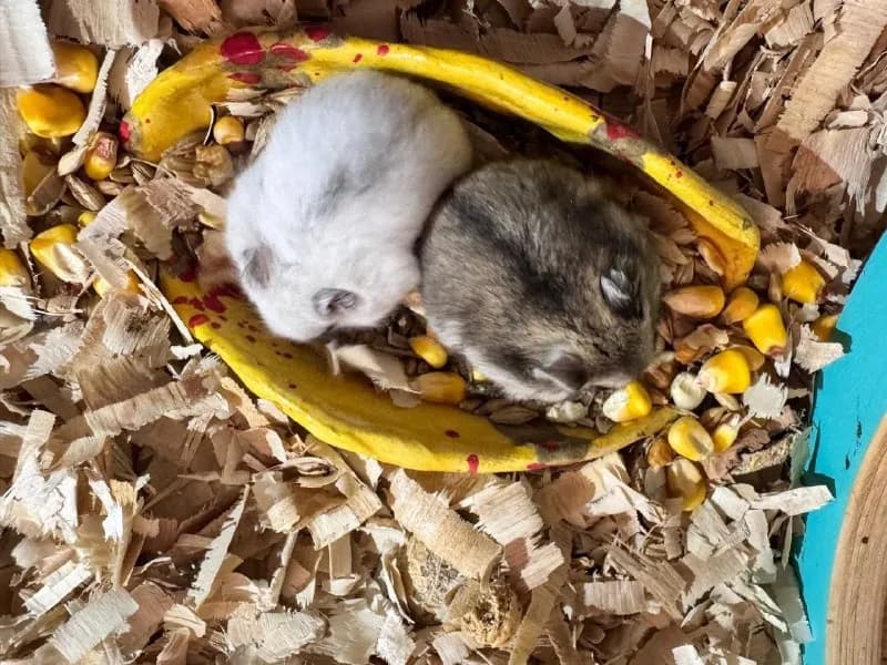 6 джунгарских хомячков 🐹 — Батуми — 10 ₾