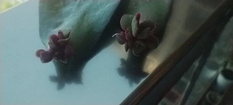 Отдам листики толстянки (денежное дерево) с детками. — Батуми