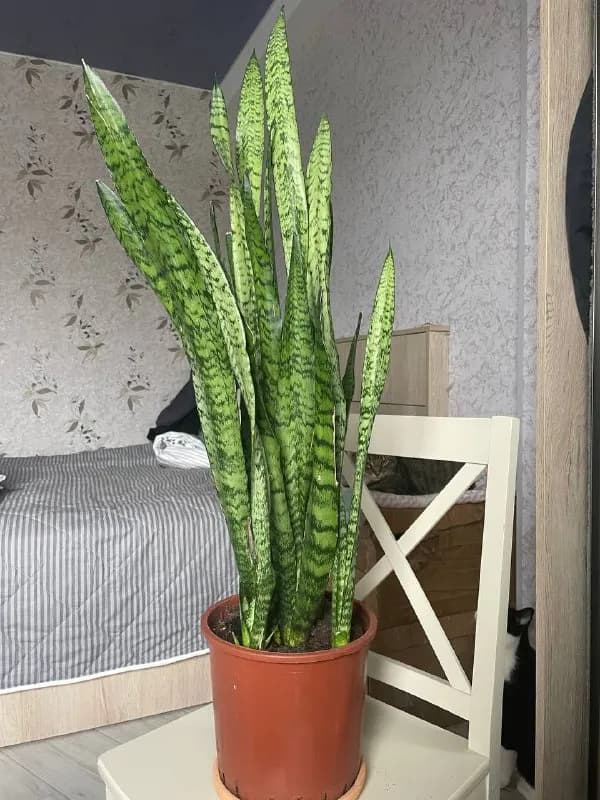 100 см с горшком. — Тбилиси — 80 ₾