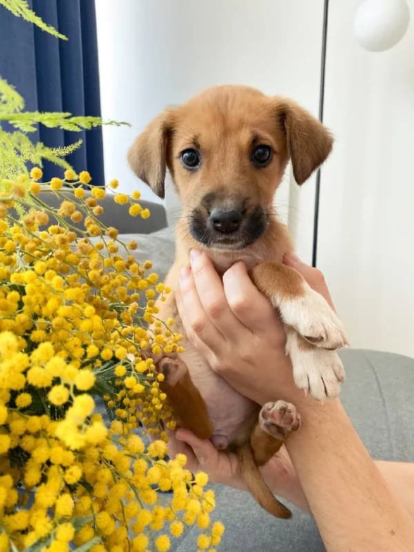 1,6 мес, обработана, сделана первая прививка puppy. — Тбилиси