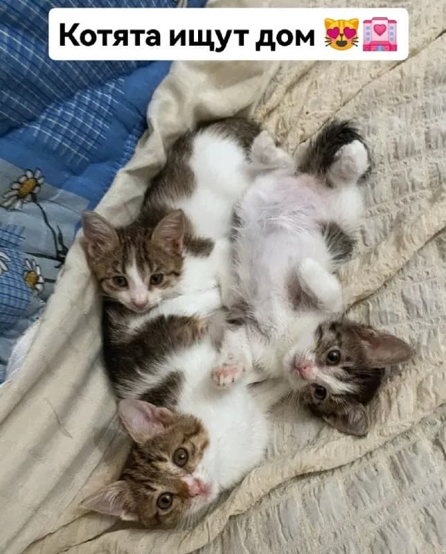 Котята в добрые руки — Тбилиси