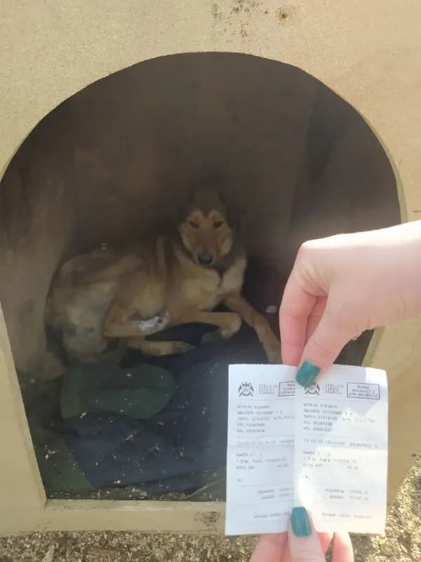My vet. Наш мальчик отправился в частный дом на передержку. Ждём когда лапка полностью заживёт, чтоб — Тбилиси