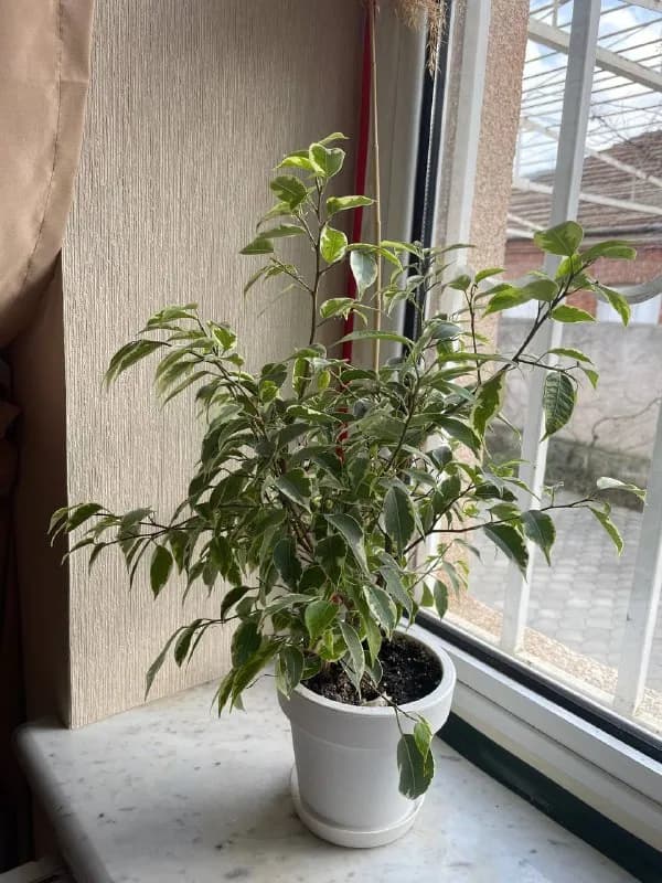 35 см — Тбилиси — 30 ₾