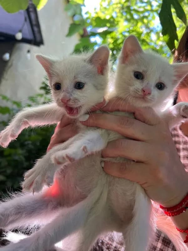 Котята около месяца ищут дом — Тбилиси