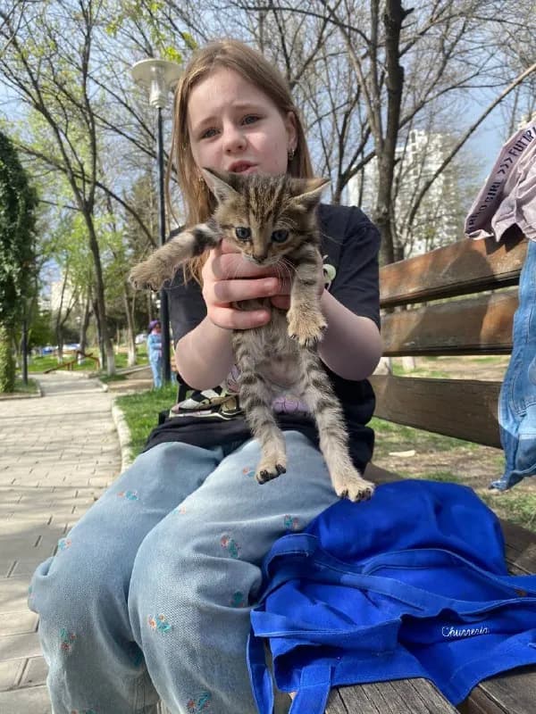 Котёнок, ласковый, приучен к туалету — Тбилиси