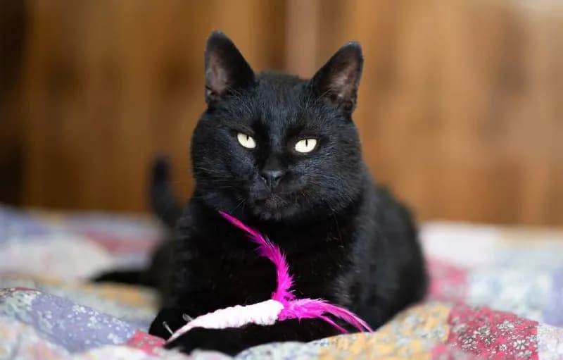 Шикарный черный кот Котэлло — Батуми