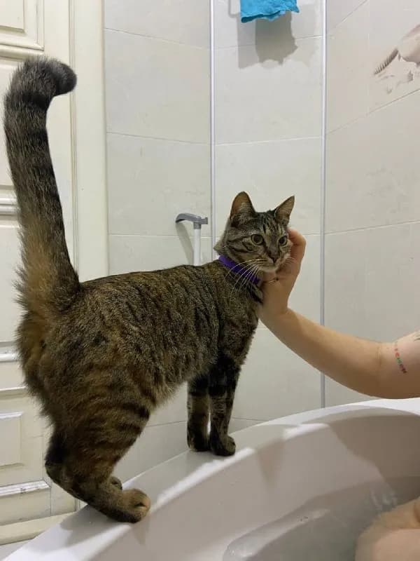 Потерялась кошка Фиона, окрас таби, фиолетовый ошейник — Батуми