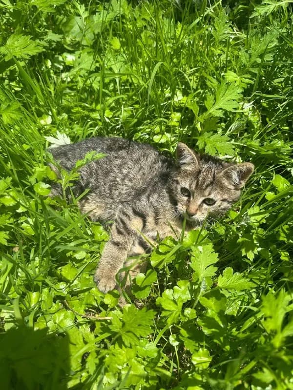 3 котёнка и их мама кошка, они ручные и очень милые. Мне нужно будет уезжать в другую страну и никак — Батуми