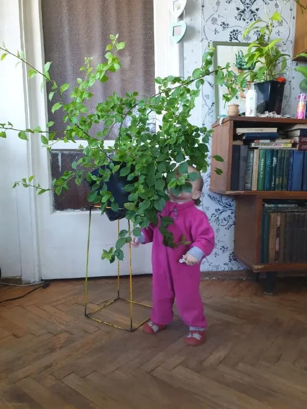 2 сорта Босе и Голден джекпот 80 лари — Тбилиси — 80 ₾