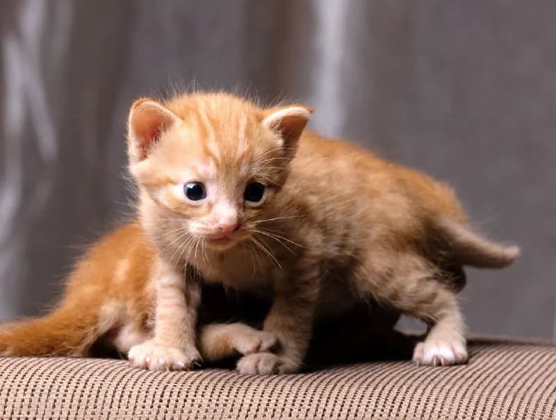 Котята 20 дней, ищут дом — Тбилиси