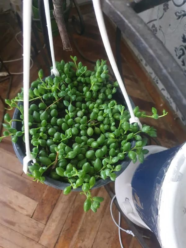 Продам излишки растений — Тбилиси