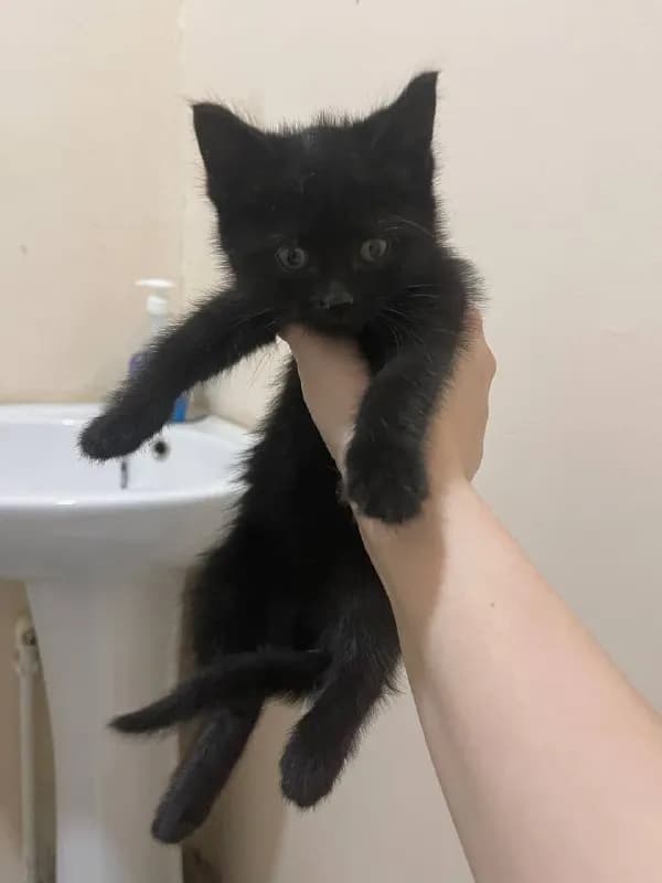 2 котенка ищут дом — Тбилиси