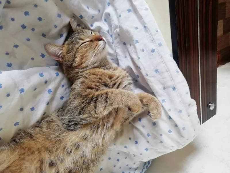 Кеша котик ищет дом — Тбилиси