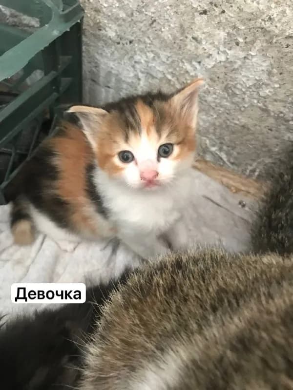 Без названия — Батуми