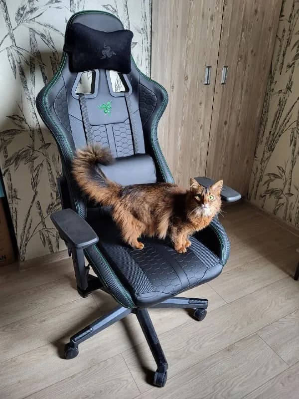 Razer (без кошки), куплено полгода назад в юске арт. 3602035, 800 лари — Тбилиси