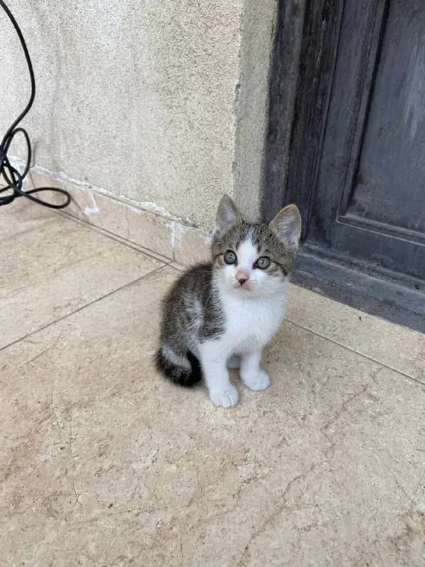 Котенок Чарли ищет дом — Батуми
