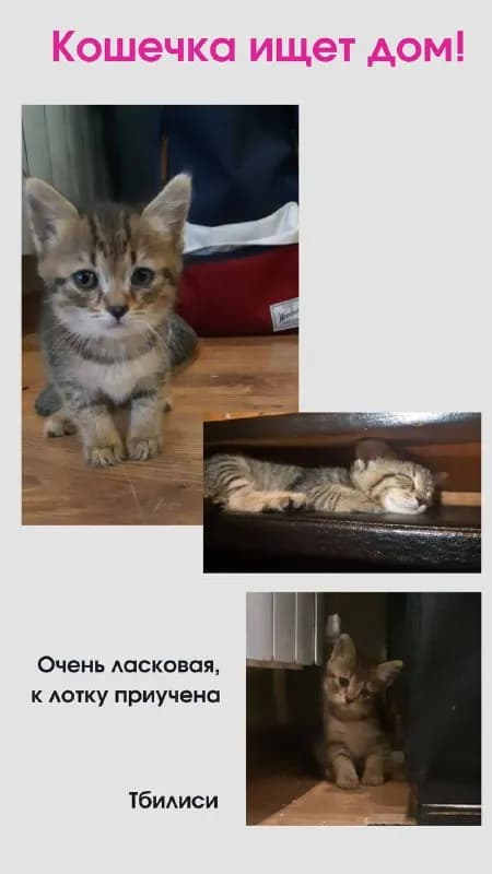 Кошечка ищет дом — Тбилиси