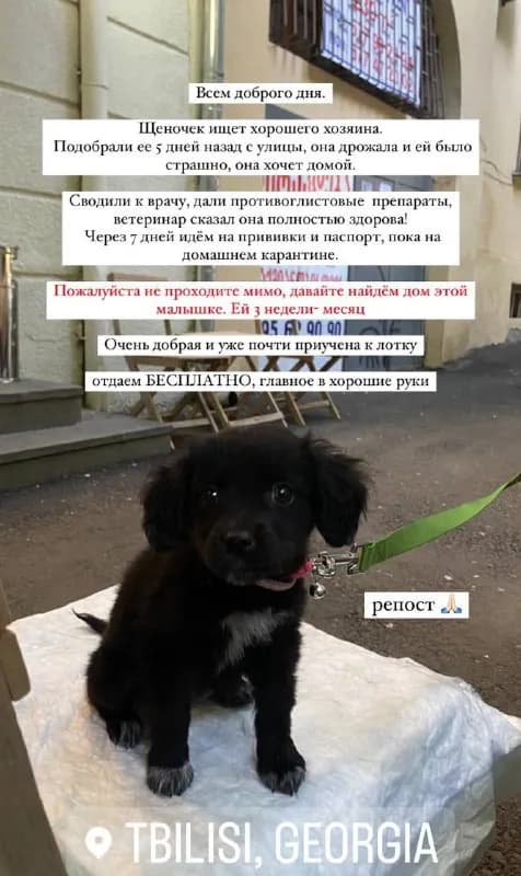 7-8 недель. — Тбилиси