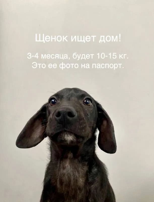 [телефон] — Тбилиси