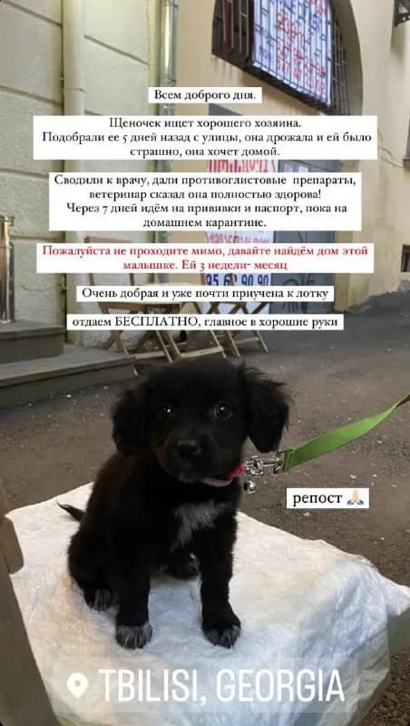 8-9 месяцев 🩶 подробности в личные сообщения — Тбилиси