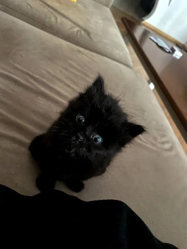 Котик, 2 месяца, здоровый, активный — Тбилиси