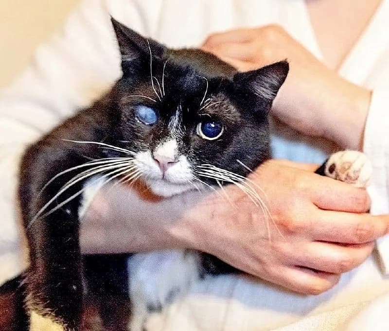 Нежный котик Стиви ищет дом — Батуми