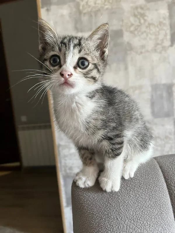 Котик, приучен к лотку, отдам — Тбилиси