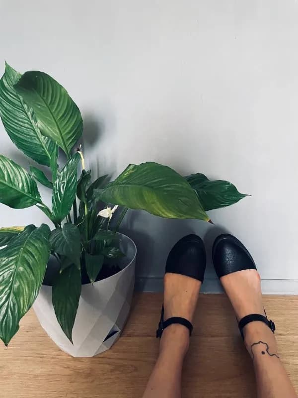 Asos — 100 лари — Тбилиси — 100 ₾