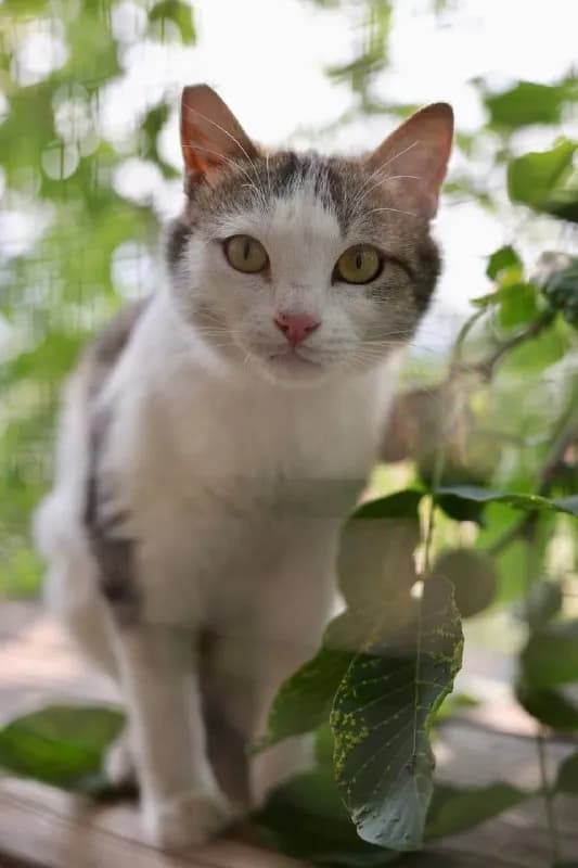 Кошка Пунтуша, стерилизована, привита — Батуми