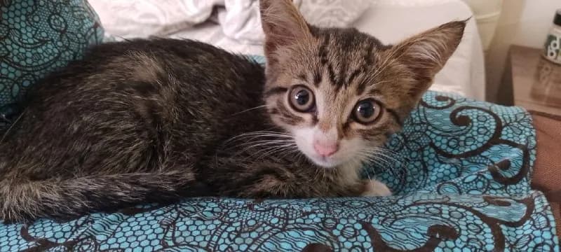 2 месяцев, мальчик. — Батуми