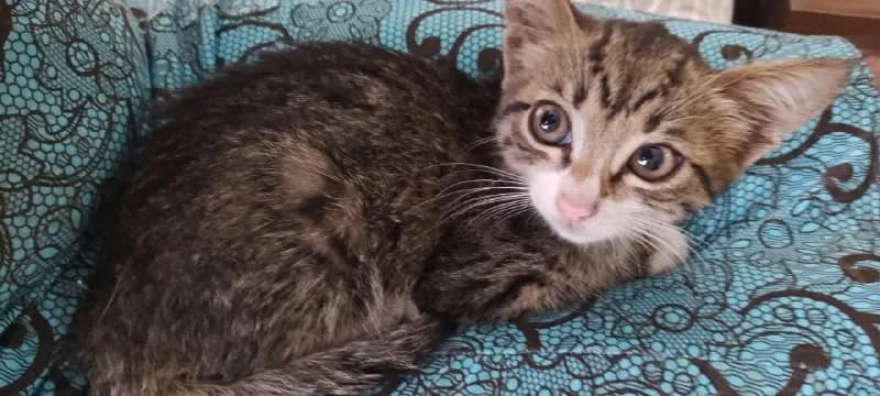 Котенок 2 месяца ищет дом — Батуми
