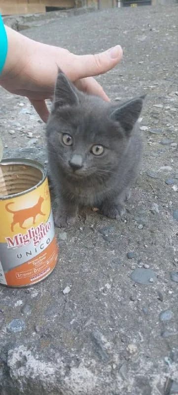 ol4a_4a за укотовлением! Из этого крохи вырастет шикарный красивый кот с серебристого отлива шубкой! — Батуми
