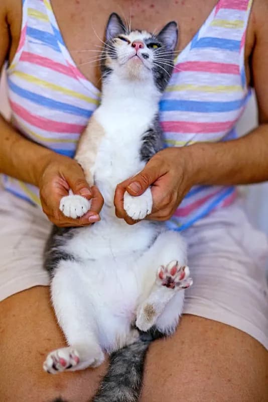 Кошка Чупа, 1 год, ищет дом — Батуми