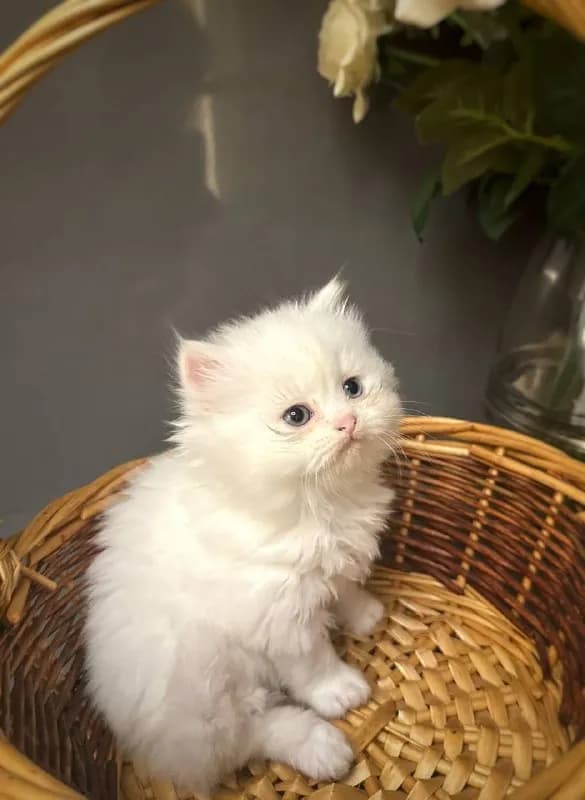 Котята ищут заботливых родителей — Батуми