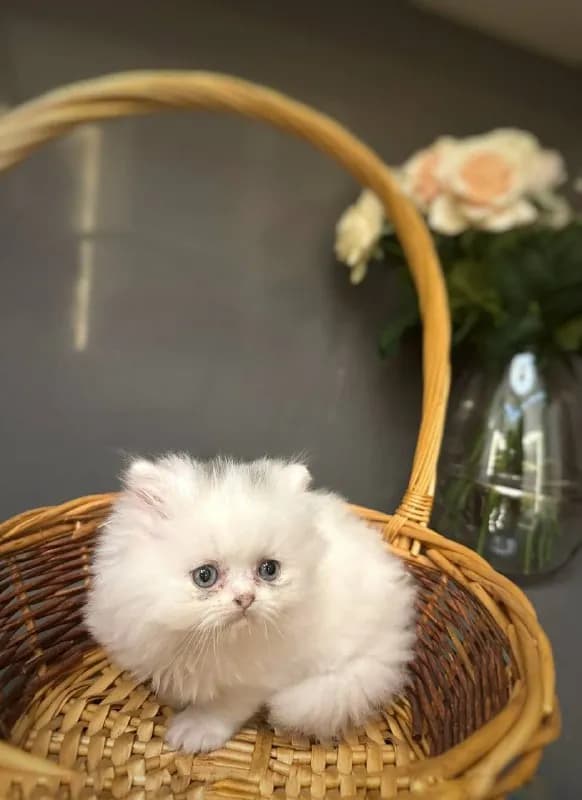 Без названия — Батуми