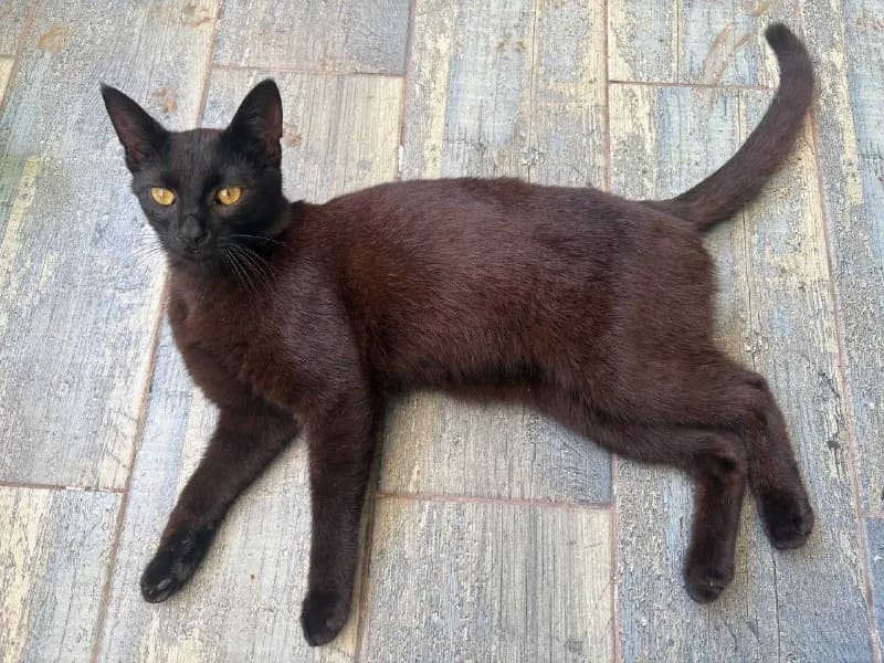 🐈 НАЙДЕН КОТ — Батуми
