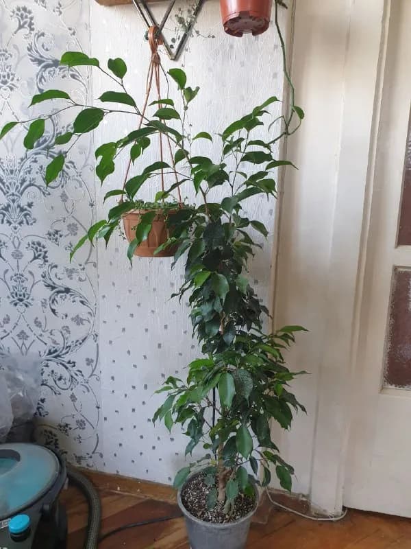 Большие фикусы — Тбилиси — 50 ₾