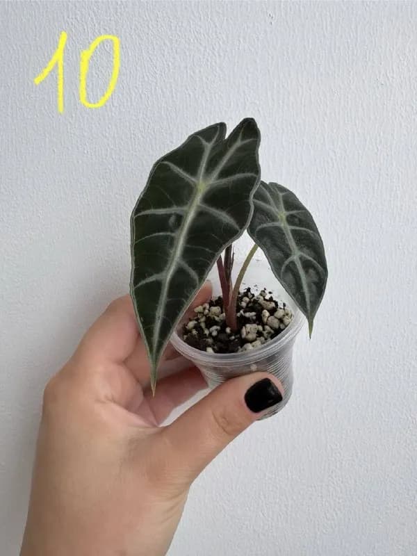 10 лари — Батуми — 10 ₾