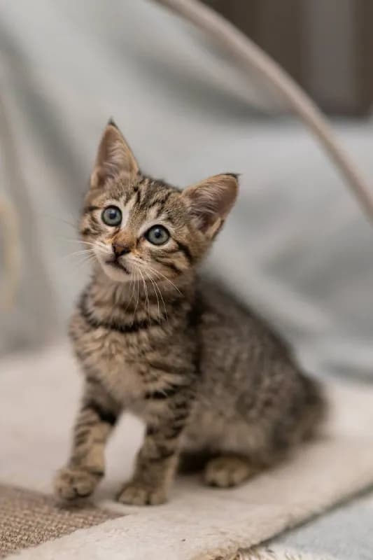 100% main character energy. Общительная, любопытная и очень целеустремлённая, человека использует-ка — Тбилиси