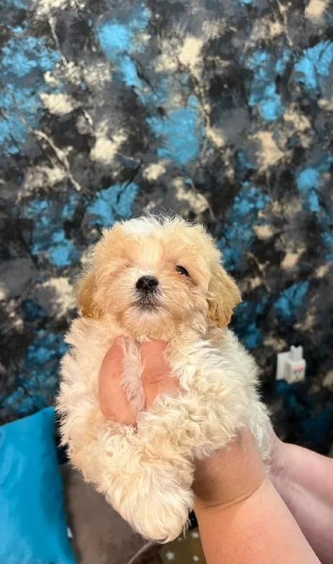 Maltipoo — Батуми — 1 500 ₾