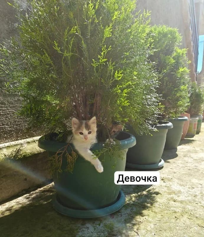 Два котенка 7-8 недель ищут дом — Батуми